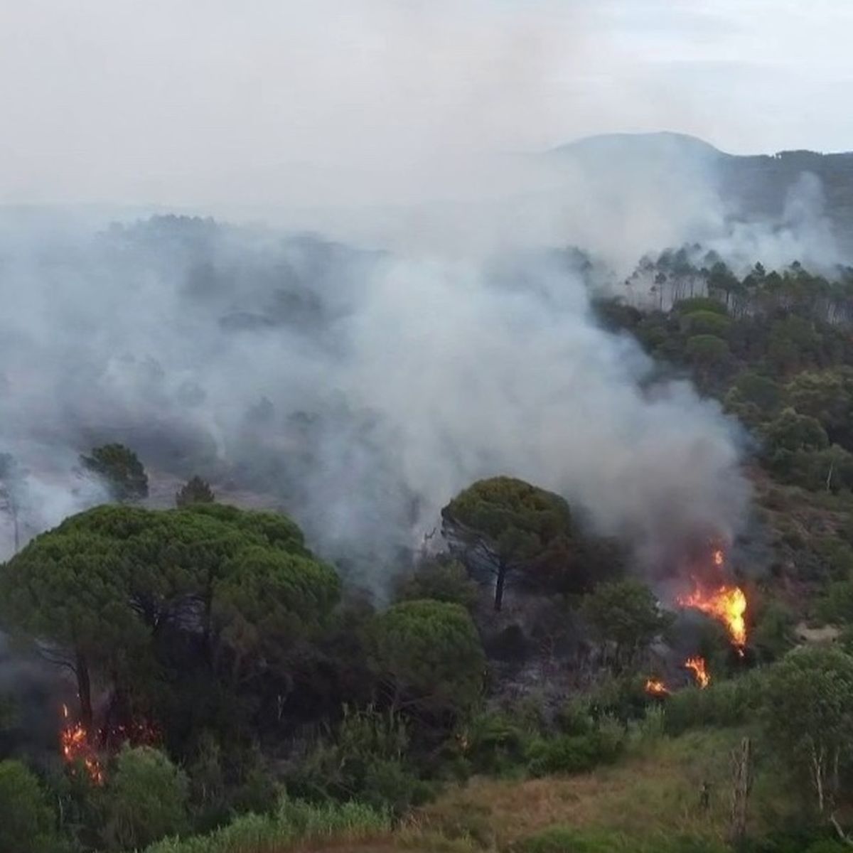 Incendie dévastateur dans le Var : plus de 120 hectares détruits par les flammes