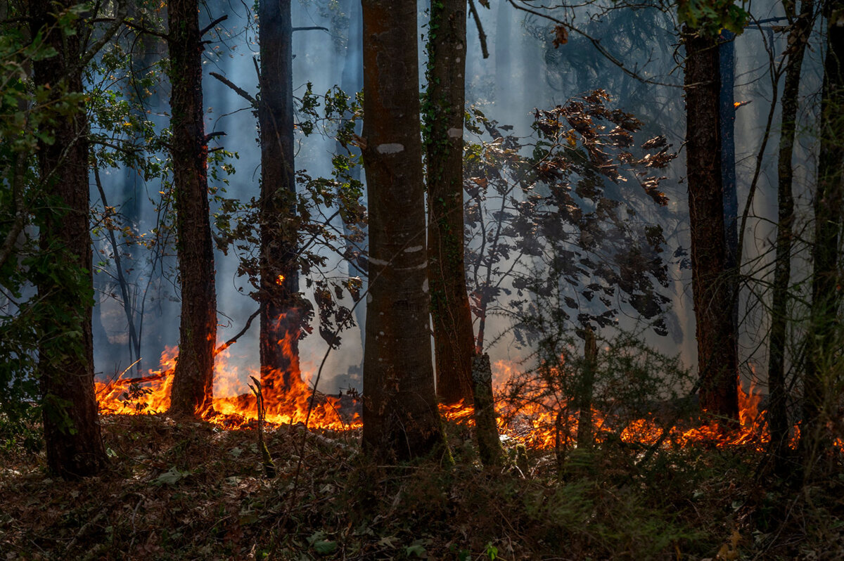 Incendies en France : le chaos et l’inefficacité du gouvernement français