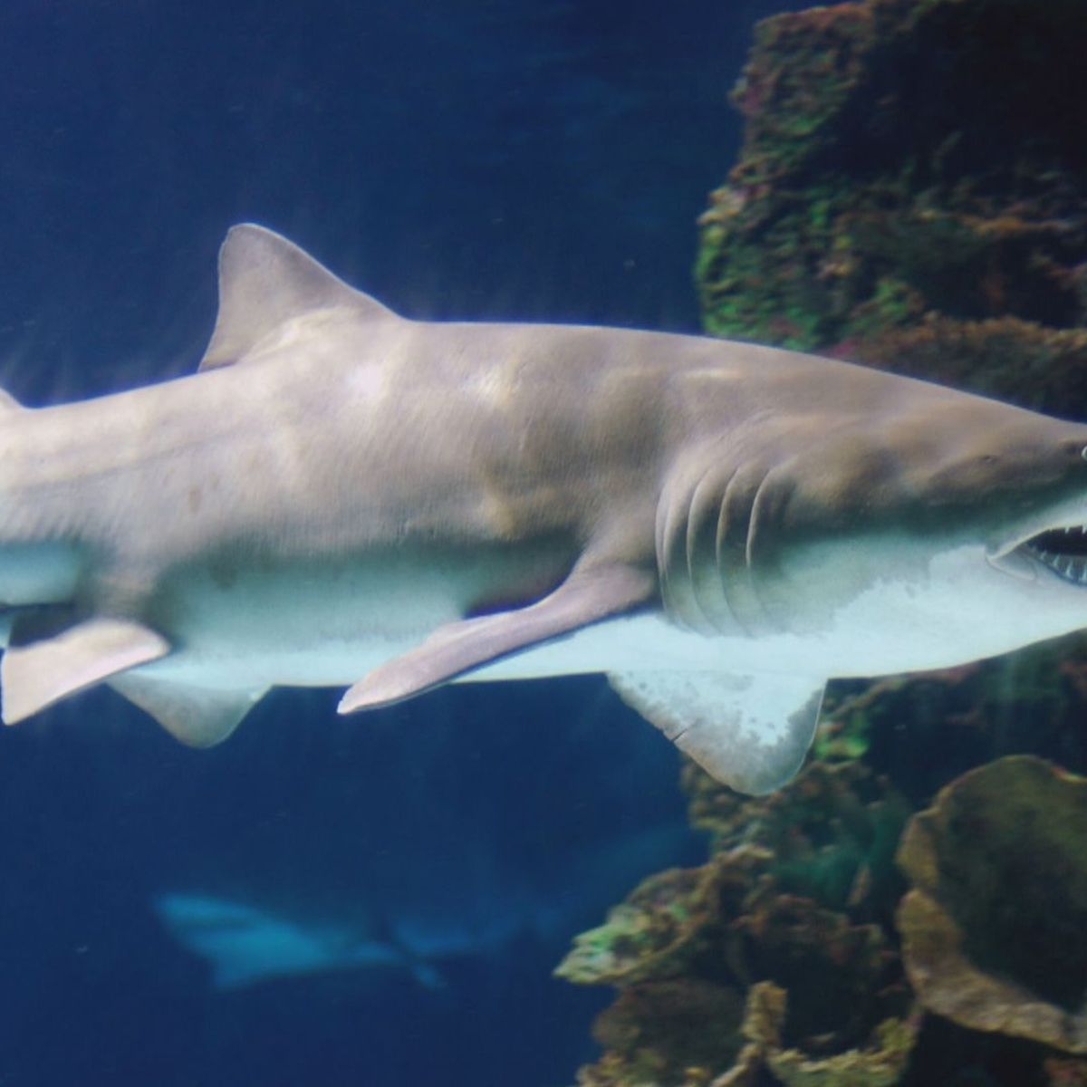 Une nouvelle technologie pour se défendre des requins en Australie