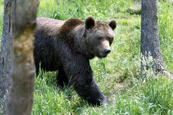 Une ourse déclenche un espoir inattendu pour la survie des ours pyrénéens