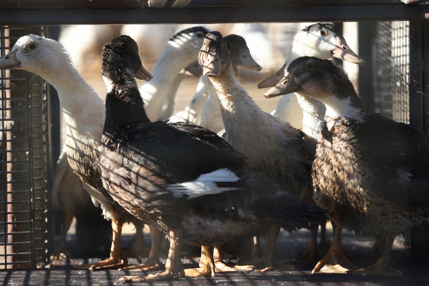 Les éleveurs français en colère contre la baisse des subventions pour les vaccins de canards